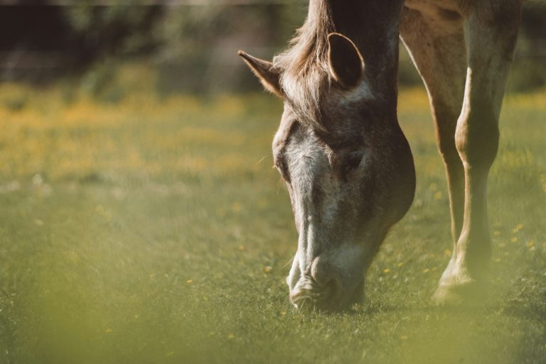 shallow focus photography on gray horse